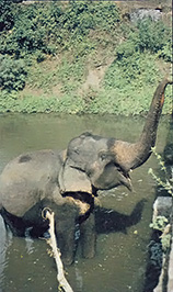 Sri Lankan elephants still roam wild.